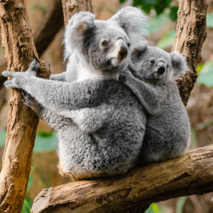 Study In Australia - Koala